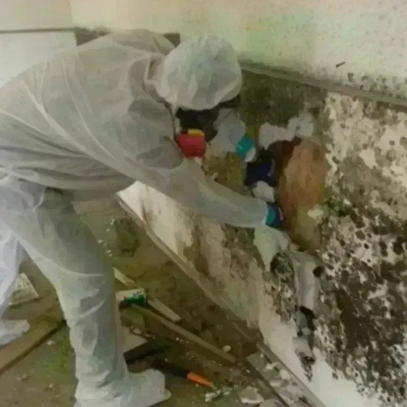 Mold Remediation and Removal in Sequim, WA